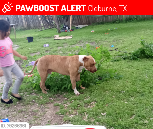 Lost Male Dog last seen Chase ave and Boone , Cleburne, TX 76031