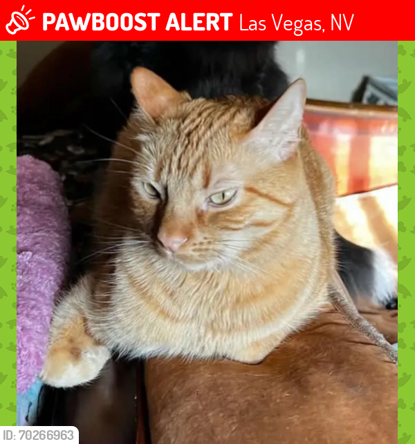 Lost Male Cat last seen Farm Rd &Dectaur, Las Vegas, NV 89131