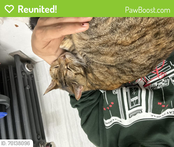 Reunited Female Cat last seen apmt building, near broadway, there’s cafes at the end of the block. , Queens, NY 11106