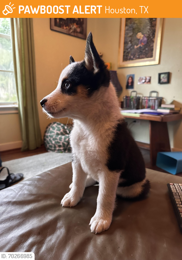 Houston, TX Stray Male Dog Found Near Garden oaks elementary | PawBoost