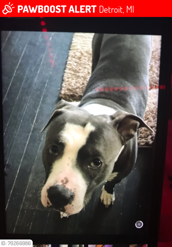 Lost Male Dog last seen Kelly Morgan , Detroit, MI 48224