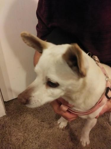 Found/Stray Male Dog last seen Peoria and Iliff, Aurora, CO 80014