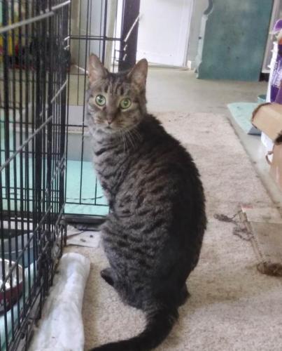 Lost Male Cat last seen West Lake Rd & Manchester Rd, Erie, PA 16505
