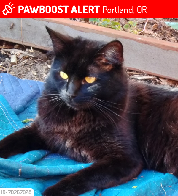 Lost Male Cat last seen Terwilliger and SW 7th avenue , Portland, OR 97219