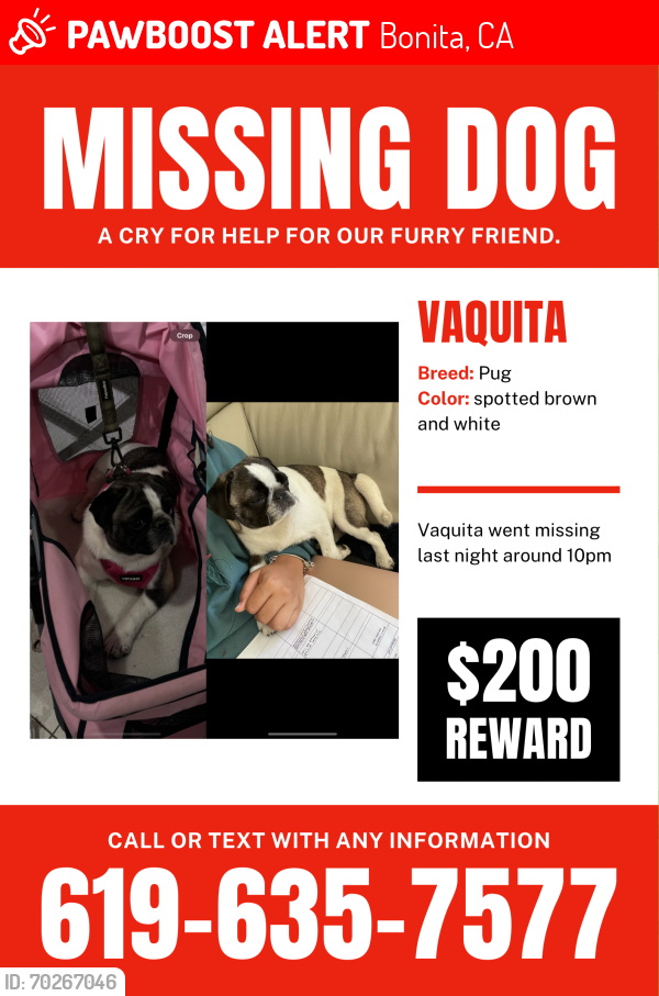 Lost Male Dog last seen San Miguel Rd, Bonita, CA 91902