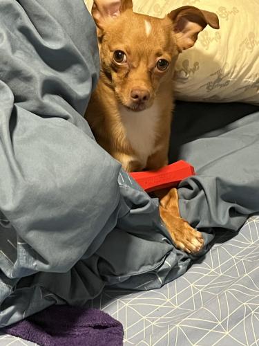 Lost Male Dog last seen The Goodnight Common apmts, Austin, TX 78747