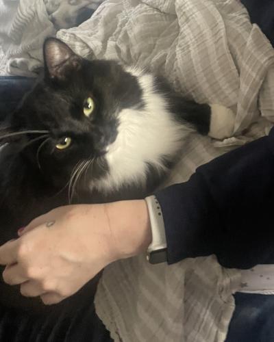 Lost Male Cat last seen 82nd ave and Able St NE , Minneapolis, MN 55432