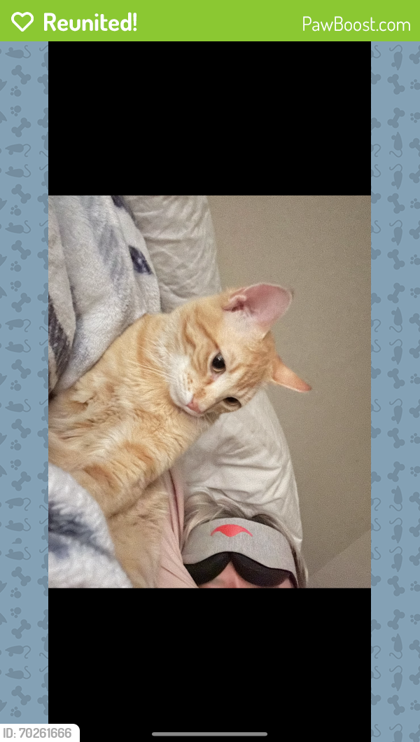 Reunited Male Cat last seen Waymore and west city ct, El Paso, TX 79902