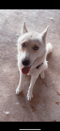 Lost Female Dog last seen Near Walgreens on Southmore Ave , Pasadena, TX 77502