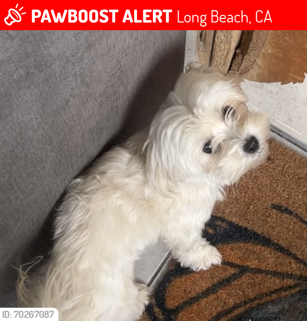 Lost Female Dog last seen del amo blvd and oregon ave, Long Beach, CA 90805