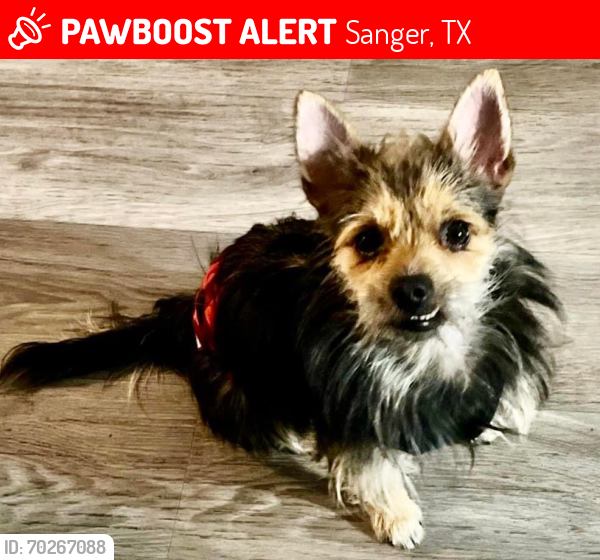 Lost Male Dog last seen HWY 380, Sanger, TX 76266