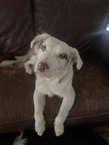 Lost Female Dog last seen Centerville/Shiloh/Ferguson, Dallas, TX 75228