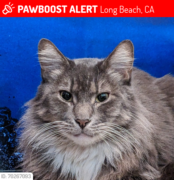 Lost Male Cat last seen Near  , Long Beach, CA 90806