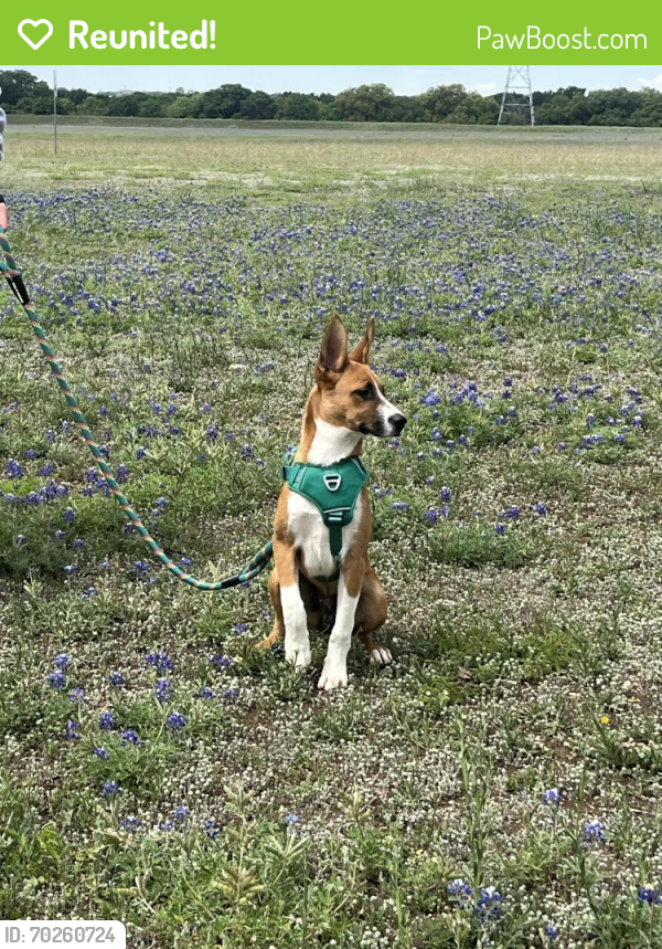 Reunited Male Dog last seen Near pecan gap , San Antonio, TX 78247