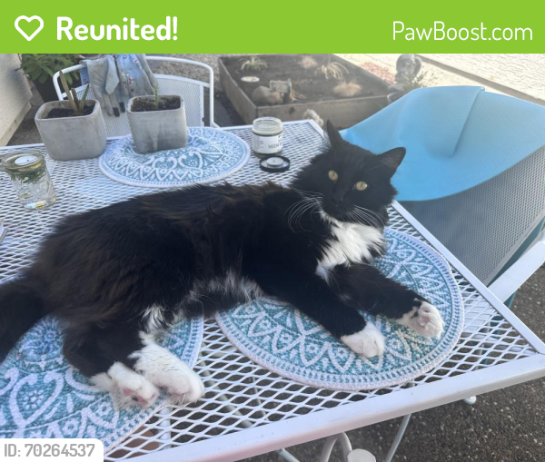Reunited Male Cat last seen Aviana Community , Roseville, CA 95661