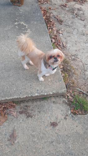 Lost Female Dog last seen Near South Elm-Eugene st, Greensboro, NC 27406