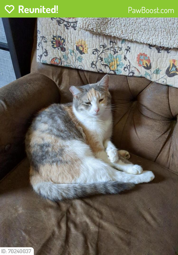 Reunited Female Cat last seen Leestown Rd, Lexington, KY 40511
