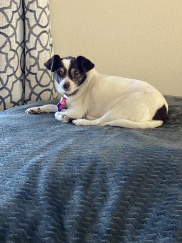 Lost Female Dog last seen Rockford Ave & Westline Dr, Daly City, CA 94015