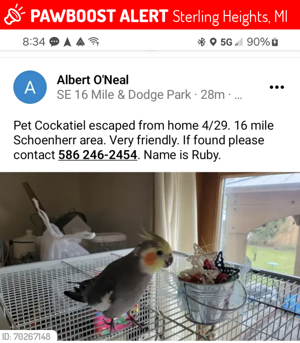 Lost Male Bird last seen 16 mile and dodge park area, Sterling Heights, MI 48312