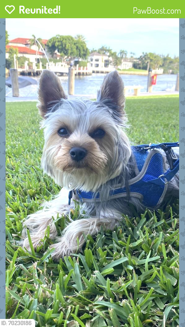 Reunited Male Dog last seen Lyons Road and Glades Road, Boca Raton, FL 33434