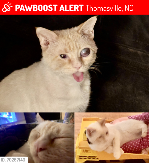 Lost Male Cat last seen Fuller Mill Rd. Southgate ests , Thomasville, NC 27360