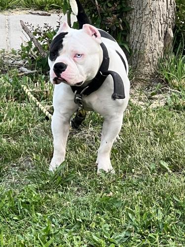 Lost Male Dog last seen Plymouth and Mettetal , Detroit, MI 48228
