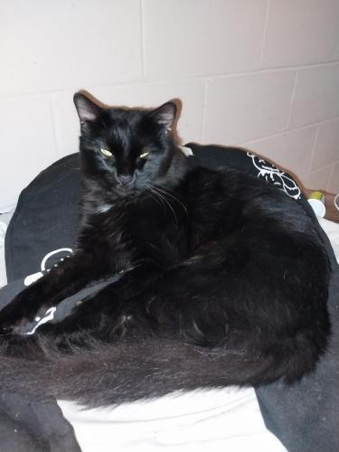 Lost Male Cat last seen Hey 58/ Champion rd/ shanty rd in lakeshore area! Canoe ln off shanty rd, Chattanooga, TN 37416