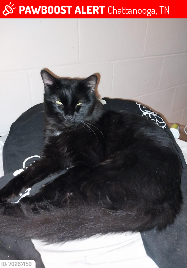 Lost Male Cat last seen Hey 58/ Champion rd/ shanty rd in lakeshore area! Canoe ln off shanty rd, Chattanooga, TN 37416