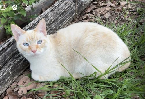 Lost Female Cat last seen Harwood and brown trail , Bedford, TX 76021