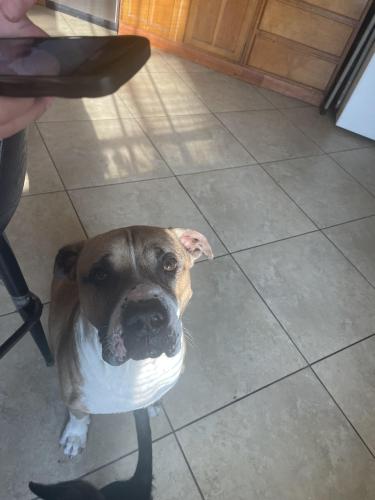 Lost Male Dog last seen Sterling Green, Channelview, TX 77049