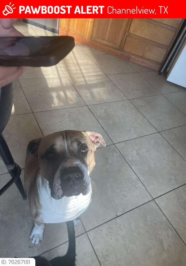 Lost Male Dog last seen Sterling Green, Channelview, TX 77049