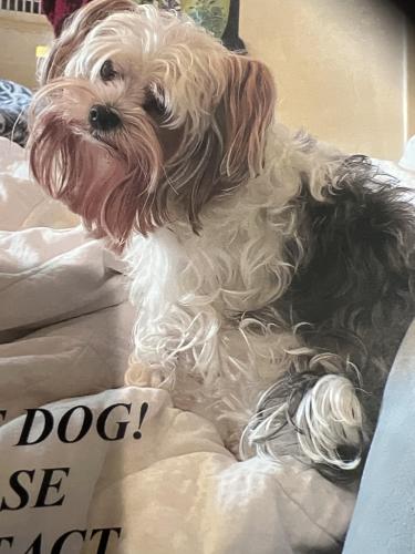 Lost Male Dog last seen College ave., San Diego, CA 92115