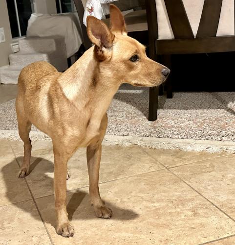 Lost Female Dog last seen Please don’t chase, she will run. Terrified of  storm. Plantation colony area. , Sugar Land, TX 77478
