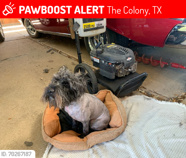 Lost Male Dog last seen Near and cougar alley , The Colony, TX 75056