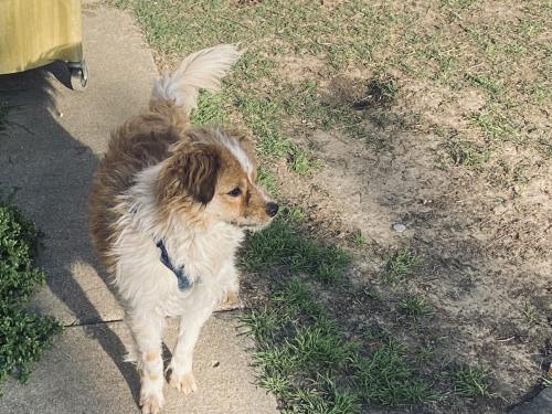 Lost Male Dog last seen Near towerwood dr, Arlington, TX 76001