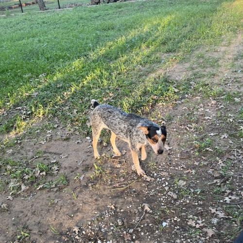Lost Female Dog last seen Tate St & Hyview Rd , Mansfield, TX 76063