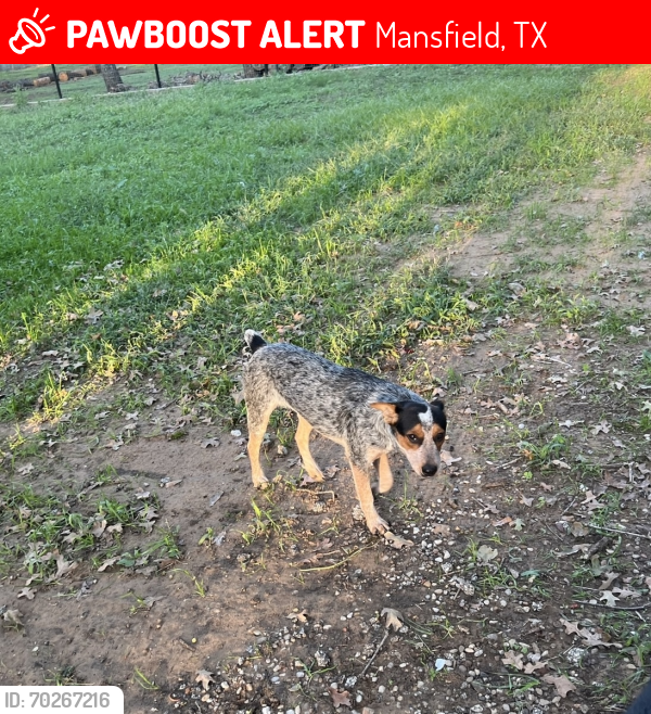 Lost Female Dog last seen Tate St & Hyview Rd , Mansfield, TX 76063