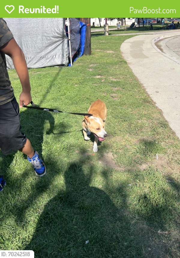 Reunited Male Dog last seen Broadway and Century, Los Angeles, CA 90003
