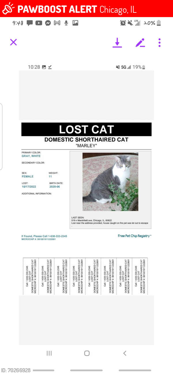 Lost Female Rabbit last seen Marshfield road Chicago, Chicago, IL 60622