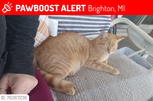 Lost Female Cat last seen Grandriver/ old 23, Brighton, MI 48116
