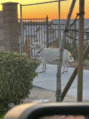 Lost Male Dog last seen West main villas on Main, Hesperia, CA 92345