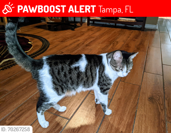 Lost Male Cat last seen Maryland and Ysabella, Tampa, FL 33629