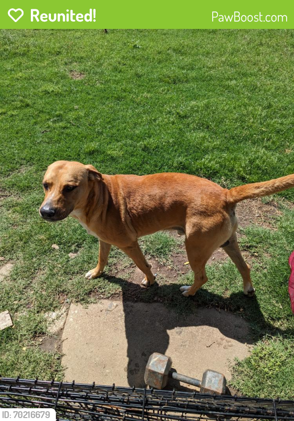 Reunited Male Dog last seen Yale Library , Tulsa, OK 74114