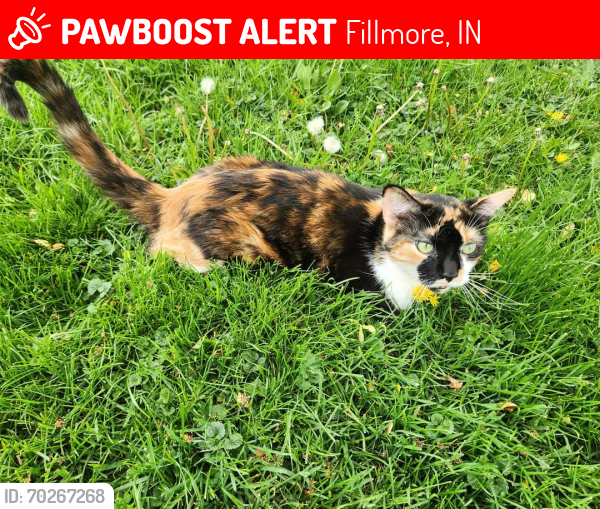 Lost Female Cat last seen Bert and Betty's restaurant, Fillmore, IN 46128