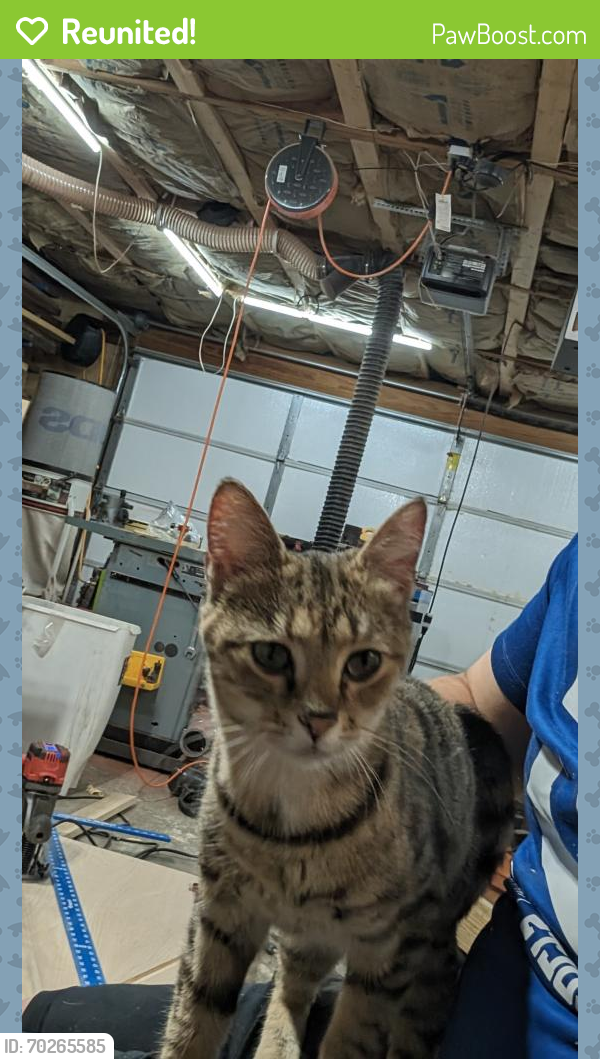 Reunited Female Cat last seen South Randolph St and Raymond St , Indianapolis, IN 46203