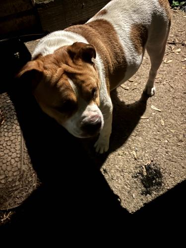 Found/Stray Unknown Dog last seen Morse and Westerville road. , Columbus, OH 43224