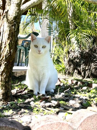 Lost Female Cat last seen Rockway middle school, Miami, FL 33165