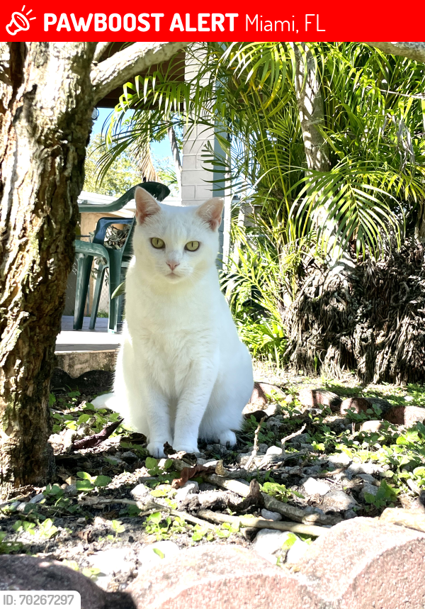Lost Female Cat last seen Rockway middle school, Miami, FL 33165