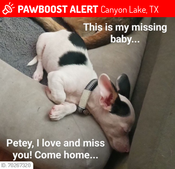 Lost Male Dog last seen Cranes Mill Marina Canyon Lake, Canyon Lake, TX 78133