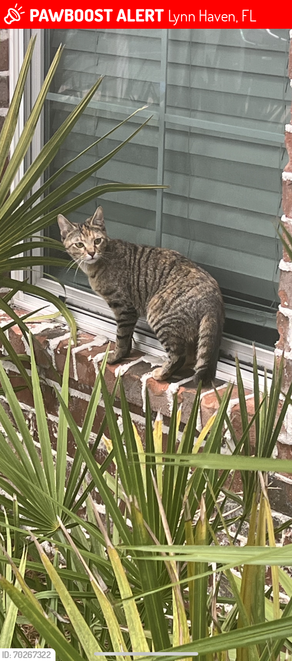 Lost Female Cat last seen apmts behind Tom thumb in Lynn haven , Lynn Haven, FL 32444